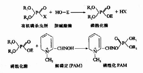 酶在饮料中的应用，促进饮料制造与品质提升的关键要素